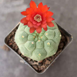 奇仙玉仙人球 实生多肉植物小盆栽 办公室内防辐射绿植 桌面肉肉