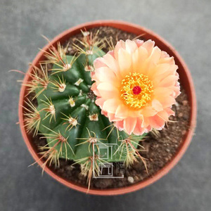 红花青王丸 实生橙花仙人球开花植物小盆栽 创意多肉防辐射大花卉