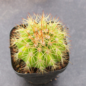 实生黄金云仙人球 颗粒土控养精选桌面花卉迷你小盆栽 露养好度夏