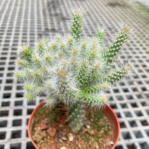 松鼠团扇 开黄色花仙人球植物群生小盆栽 群生软毛可爱仙人掌多肉