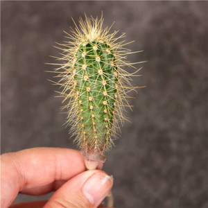 幸福柱仙人掌 创意实生仙人球小盆栽 防辐射室内装饰植物花卉绿植