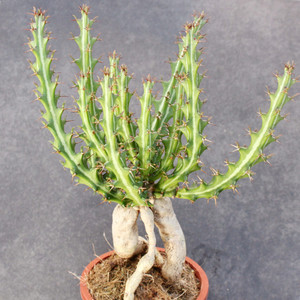 华烛麒麟块跟植物稀缺品种狗奴子大戟科沙生耐旱多肉仙人球小盆栽