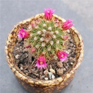 红花锦丸仙人球 开红花多肉植物小盆栽花卉组合 室内绿植实生好养