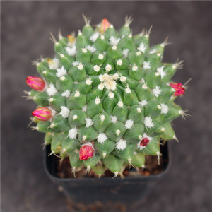 迎春仙人球 软刺开花多肉植物 仙人掌科乳突球属雪白盆栽小花卉