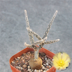 黑龙块根植物 冷门创意开花多肉植物办公室小盆栽 团扇仙人球绿植