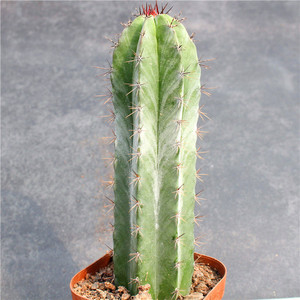 朝雾阁 创意仙人柱开花多肉植物小盆栽 沙生室内盆景好养绿植耐旱