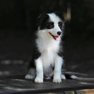 纯种边牧幼犬陨石边牧宠物狗活体边境牧羊犬幼崽赛级血统高智商