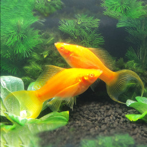 玛丽鱼金玛丽燕尾胎生鱼活体金玛丽燕尾双尾鱼热带观赏鱼胎生鱼