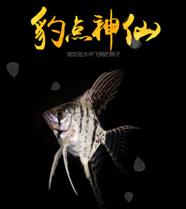 豹点神仙鱼精品燕鱼热带观赏宠物鱼水草缸神仙鱼黑白斑点燕鱼活体