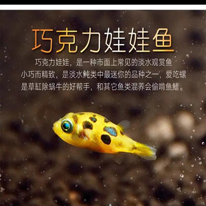 巧克力娃娃包邮 小型热带潜水艇观赏鱼草缸除蜗牛杂螺工具鱼河豚