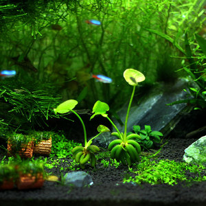 迷你香蕉草香蕉草前景 水草 鱼缸吸引眼球选择植物懒人植物