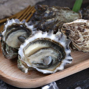 美国进口鲜活熊本生蚝新鲜水产美食顺丰空运刺身级海蛎子