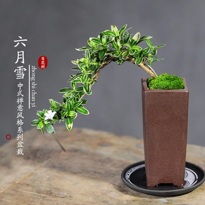 六月雪真盆景室内悬崖式植物造型摆件中式茶室阳台绿植花卉大盆栽
