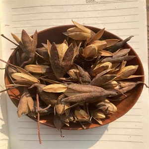 野生新货 香椿树果实 香铃子 香椿籽 香椿树果 香椿子 中药材一斤