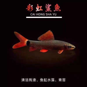 清道夫活体彩虹鲨鱼金苔鼠鱼吃粪便垃圾粉红鲨除藻热带小型观赏鱼