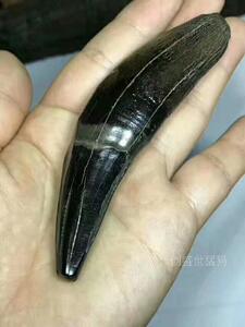 天然猛犸象牙时期剑齿虎牙摆件文玩收藏送礼把玩佳品直销猛犸象牙