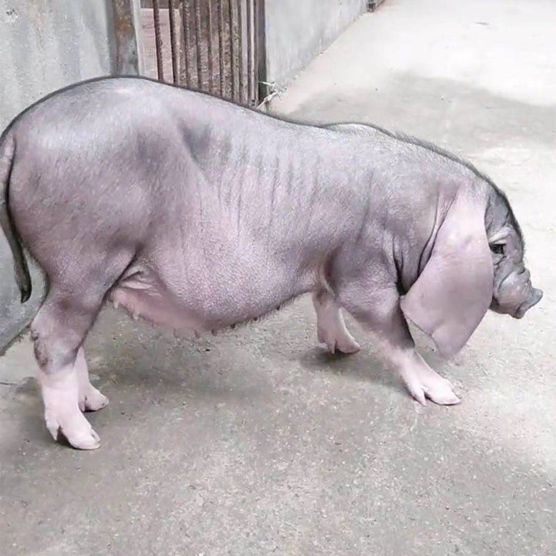 易游娱乐城- YY易游体育官方网站- 易游体育APP农民乡下养牛不盖牛棚直接露天饲养可行吗？