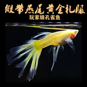 燕尾缎带黄金礼服孔雀鱼稀有品种热带胎生淡水凤尾观赏小型活体