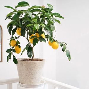 网红柠檬树盆栽可食用阳台植物柠檬树浓厚香水柠檬水果树苗