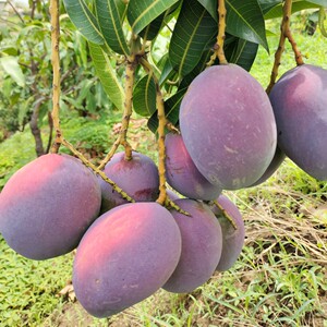 攀枝花爱文苹果芒果净重9斤爆甜精选一级大果包邮非贵妃凯特甜心