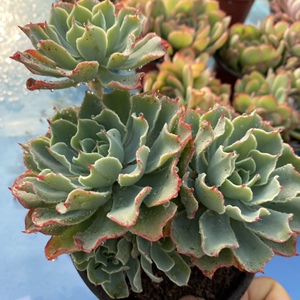 海啸一物一拍薄叶系包菜多肉植物肉肉大颗好养阳台花卉爆盆大群生