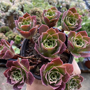 800人付款淘宝法师新三仙凤凰孔雀红酒火凤凰老桩手捧花多肉巨型植物