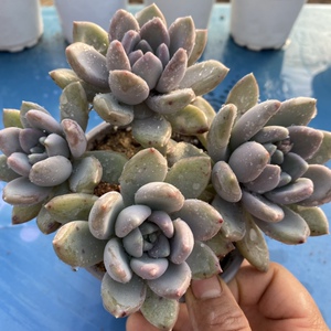 多肉植物胖美人办公室内阳台桌面绿植园艺花卉组合盆栽新款萌肉肉