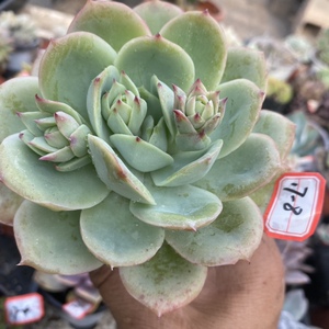 newyaan淘宝粉红贝拉锦 覆轮锦肉肉多肉植物小盆栽绿植新手花卉 一