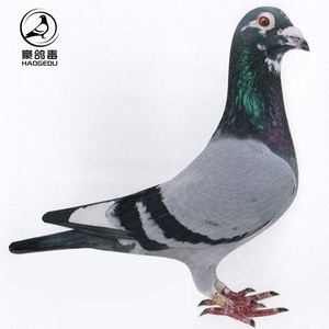 进口乔斯托内赛鸽詹森信鸽杨阿腾赛鸽海霸王幼鸽一对盖比鸽子活体