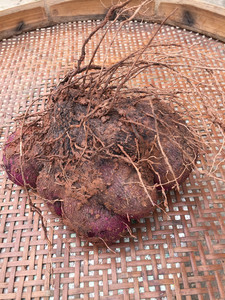 广东南雄新鲜脚板薯现挖蔬菜正宗新鲜紫山药种子紫淮山脚板薯500g