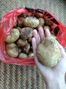 广东新鲜野生菌野生灰包菌马屁包马勃菇马勃菌姜疙瘩非松露500g