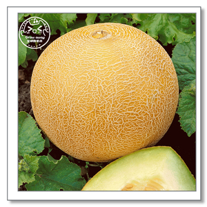 美国进口传家宝甜蜜51号甜瓜种子新鲜农场易种家庭早熟水果蔬菜