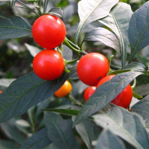 【冬珊瑚盆栽植物四季】冬珊瑚盆栽植物四季品牌,价格 - 阿里巴巴