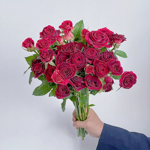 紫罗兰多头玫瑰鲜花直发云南花瓶插花水养节日送花任意两束顺丰