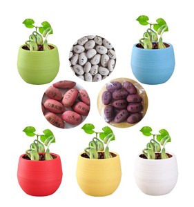 物微易种夏天家居魔力刻字魔豆种子爱情魔豆新奇植物小盆栽魔豆子