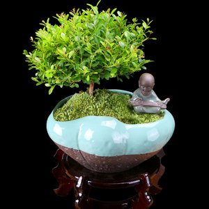 小叶赤楠盆景造型老桩金丝楠木树苗茶台阳台书房植物微型迷你盆栽