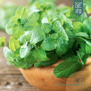 洋塔园艺 薄荷香草植物一抺香 驱蚊草盆栽绿植室内驱蚊虫净化空气