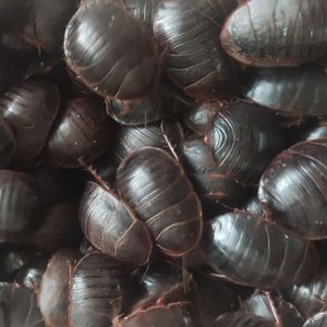 活土元土鳖虫土元虫活骨折偏方中药材非野生土元