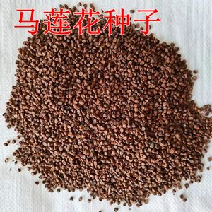 新采马莲花草种子 马兰花种子马莲种子马莲花籽农场种子耐寒耐涝