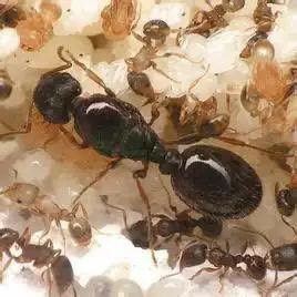 草地铺道蚁繁殖快战斗凶猛小型蚁新手蚂蚁工坊城堡活体宠物蚂蚁