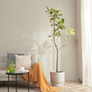 黄金榕橡皮树盆栽室内客厅大型网红植物办公室净化空气吸甲醛绿植