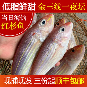 潮汕野生金线鱼当天现捕鲜活海鲜红杉鱼红三鱼一夜坛海钓金三线