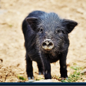 西藏藏香猪活苗香猪幼崽种猪活体怀孕母猪小猪仔黑猪活物养殖技术