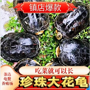 中华花龟大乌龟草龟珍珠龟活体陆地养外塘龟水龟宠物龟食用煲汤龟