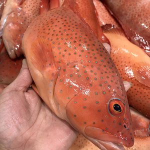 东星斑鲜活冷冻新鲜大石斑鱼燕尾斑红石斑鱼海鲜水产红星斑 1.5斤