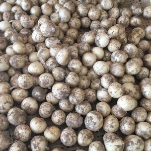 800人付款淘宝贵州新鲜野生苦蒜小蒜野生蒜野蒜团蒜野葱带叶带头其它