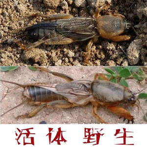 野生蝼蛄活虫土狗虫活虫画眉专用虫拉拉蛄哈喇子鸟食干货药用活体