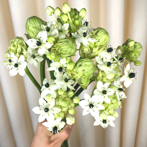 花邑鲜花天鹅绒伯利恒之星速递同城直批水养家用插花云南直发鲜