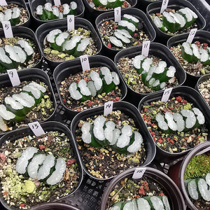 白玉窗玉扇 一物一拍带盆带土发货十二卷多肉植物盆栽办公室绿植