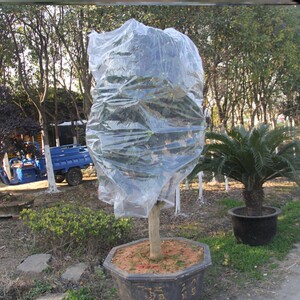 冬天防冻花罩果树植物花卉盆景塑料包装袋大棚透明防寒布套保暖膜